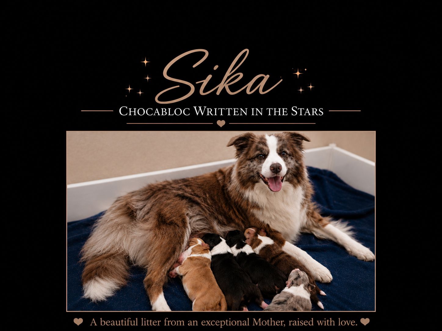 Sika's Litter