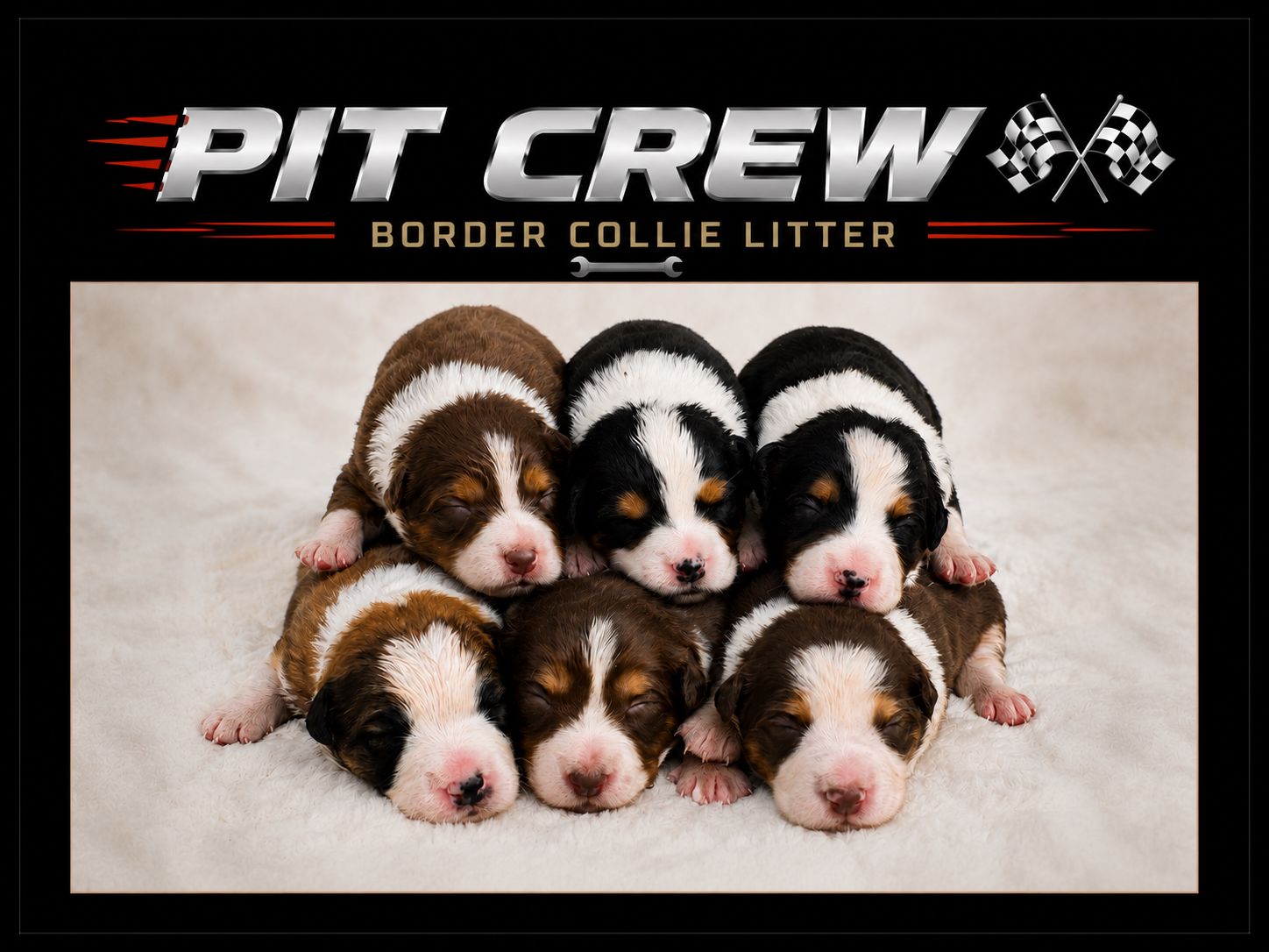 Pit Crew Litter